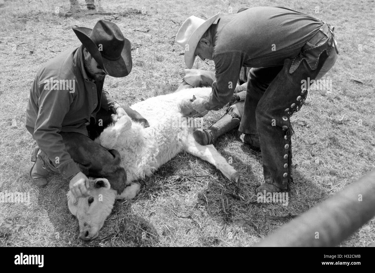 Un vitello maschio è castrato durante la primavera il branding a Sandy Camp, Clarendon, TX (scansione dal b&w negativo) Circa 1998 Foto Stock