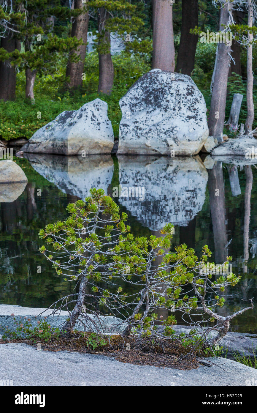 Un bonsai-come gruppo di Lodgepole pino, Pinus contorta, lungo il lago dei boschi nel deserto della desolazione, CALIFORNIA, STATI UNITI D'AMERICA Foto Stock