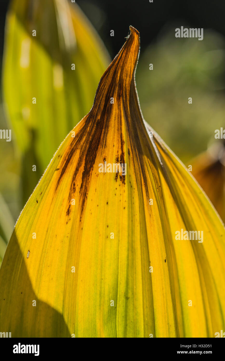 California Veratro nero, Veratrum californicum, aka California giglio di mais in un prato umido e la desolazione deserto, California Foto Stock