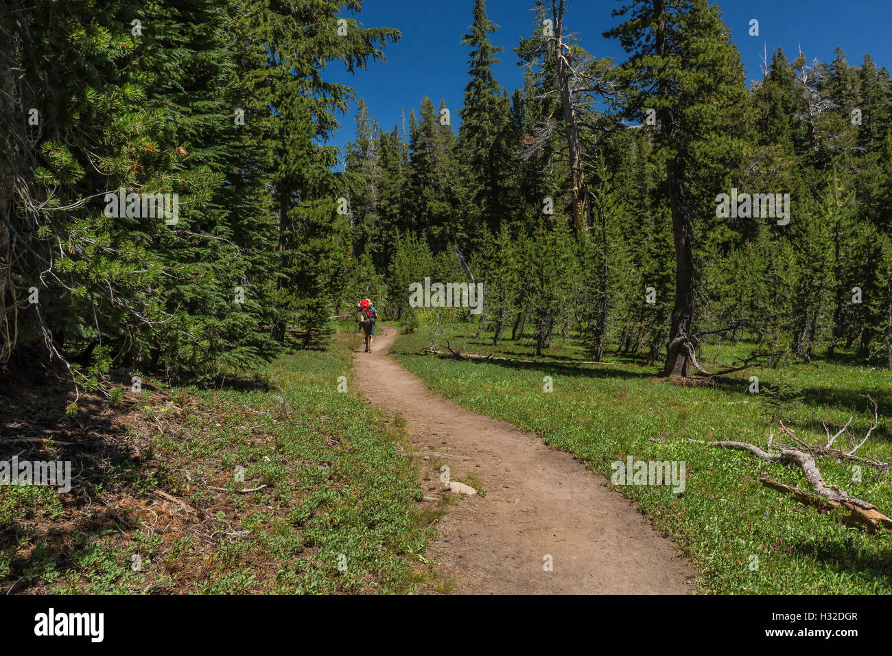 Max sul sentiero nel deserto della desolazione, Eldorado National Forest, Sierra Nevada, in California, Stati Uniti d'America Foto Stock
