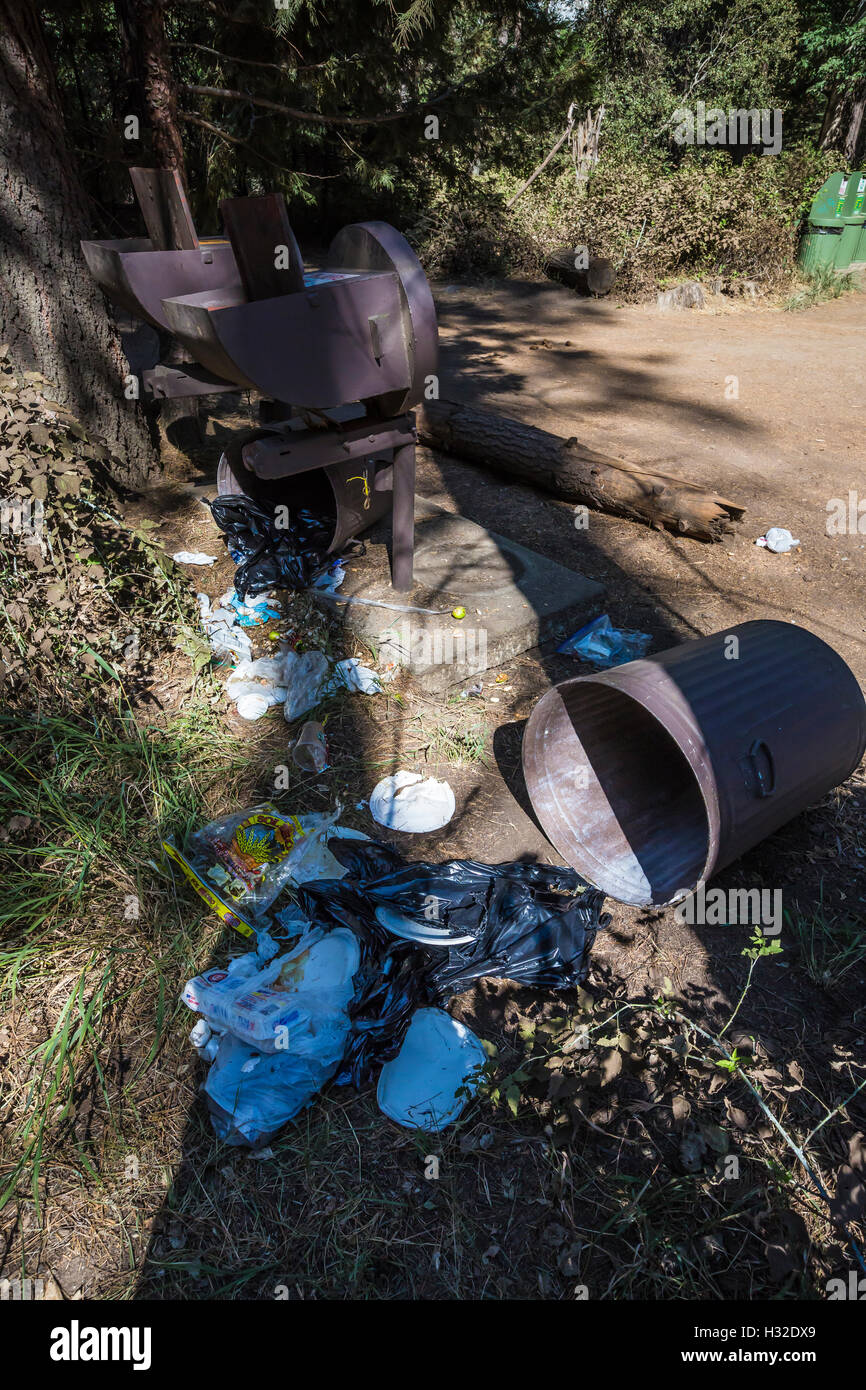 Bearproof immondizia può lacerata da un American Black Bear, Ursus americanus, nel Parco Nazionale di Yosemite in California, Stati Uniti d'America Foto Stock