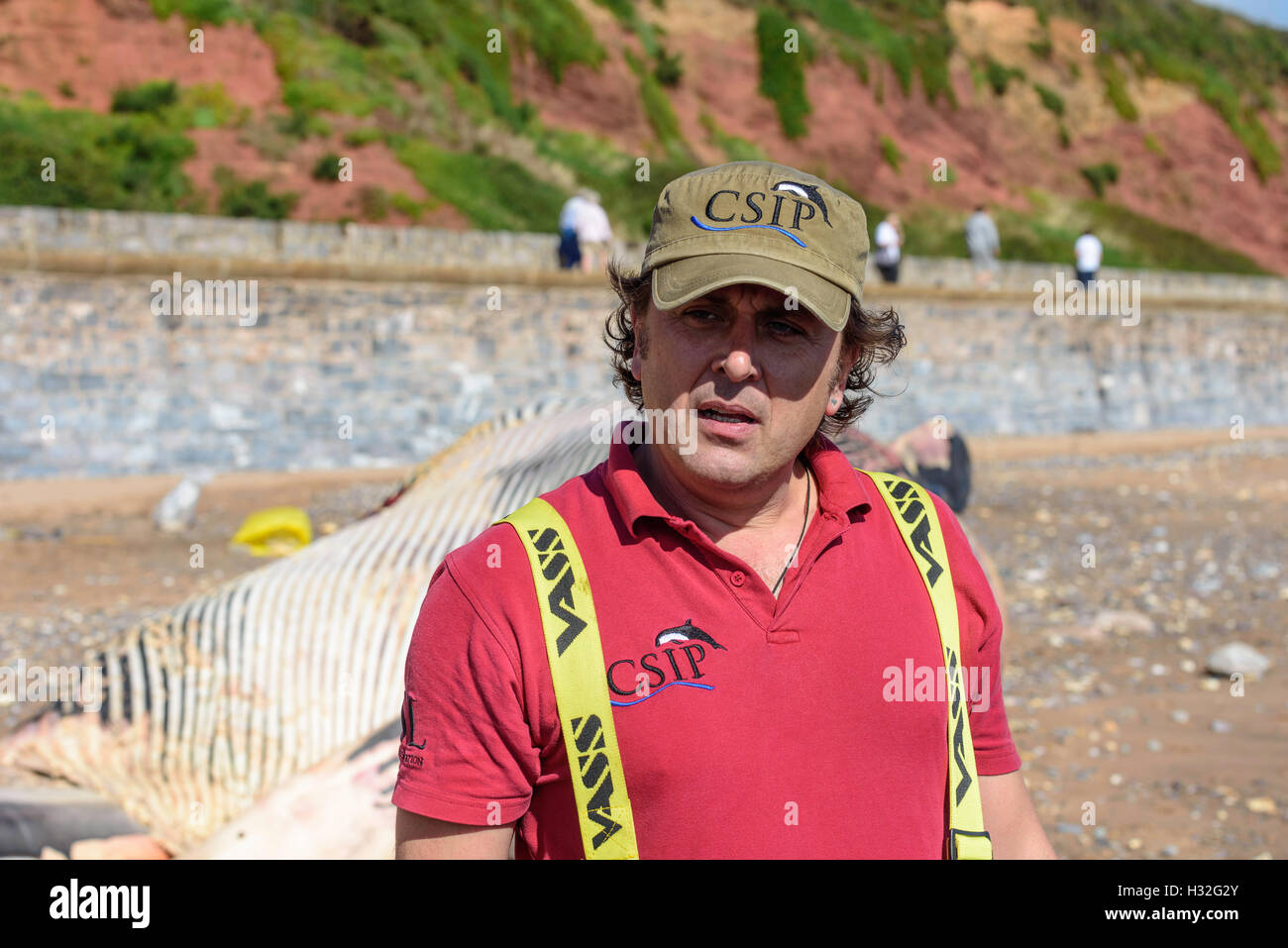 Il biologo marino da CSIP parla al pubblico informazioni sui Dead balenottera spiaggiata vicino a Dawlish South Devon Regno Unito Foto Stock