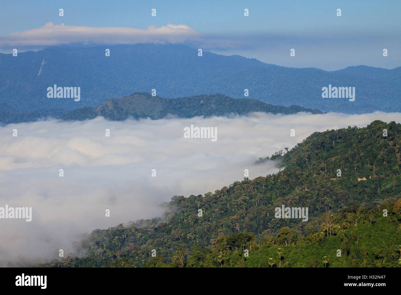 La nebbia e il cloud valle di montagna paesaggio vegetale, nebbia e sfondo di montagna Foto Stock