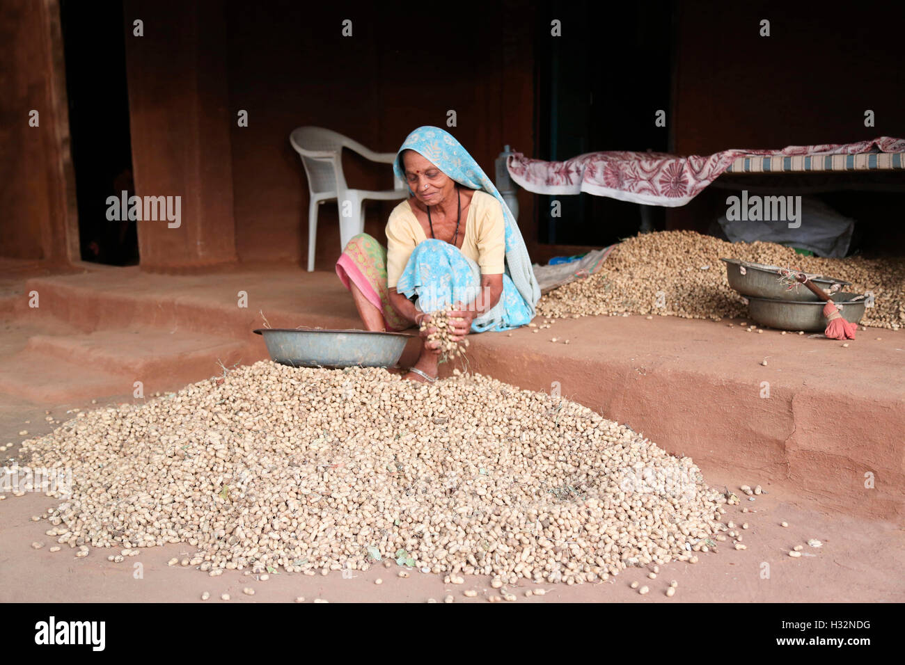 Donna essiccamento arachidi, CHAUDHARI tribù, Kalamkui Village, Gujrat, India Foto Stock