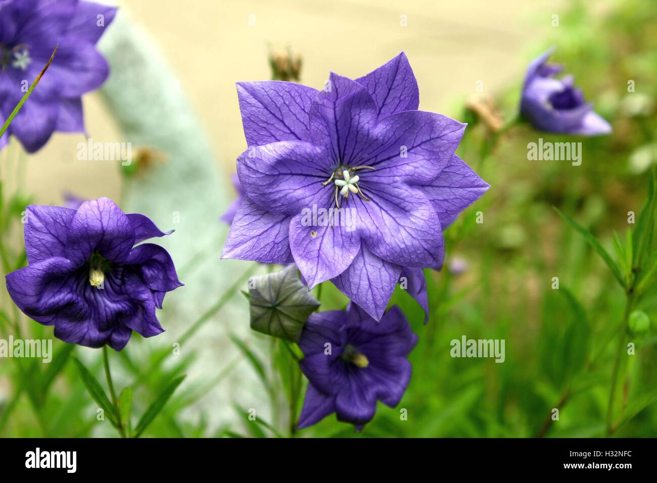 Viola fiori a palloncino Foto Stock