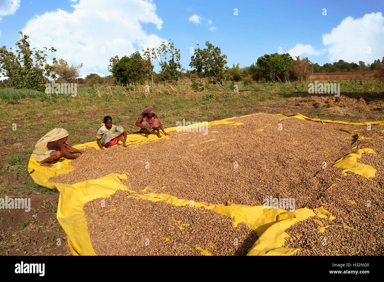 Donne tribali essiccamento arachidi, GAMIT tribù, Mandal Village, Gujrat, India Foto Stock