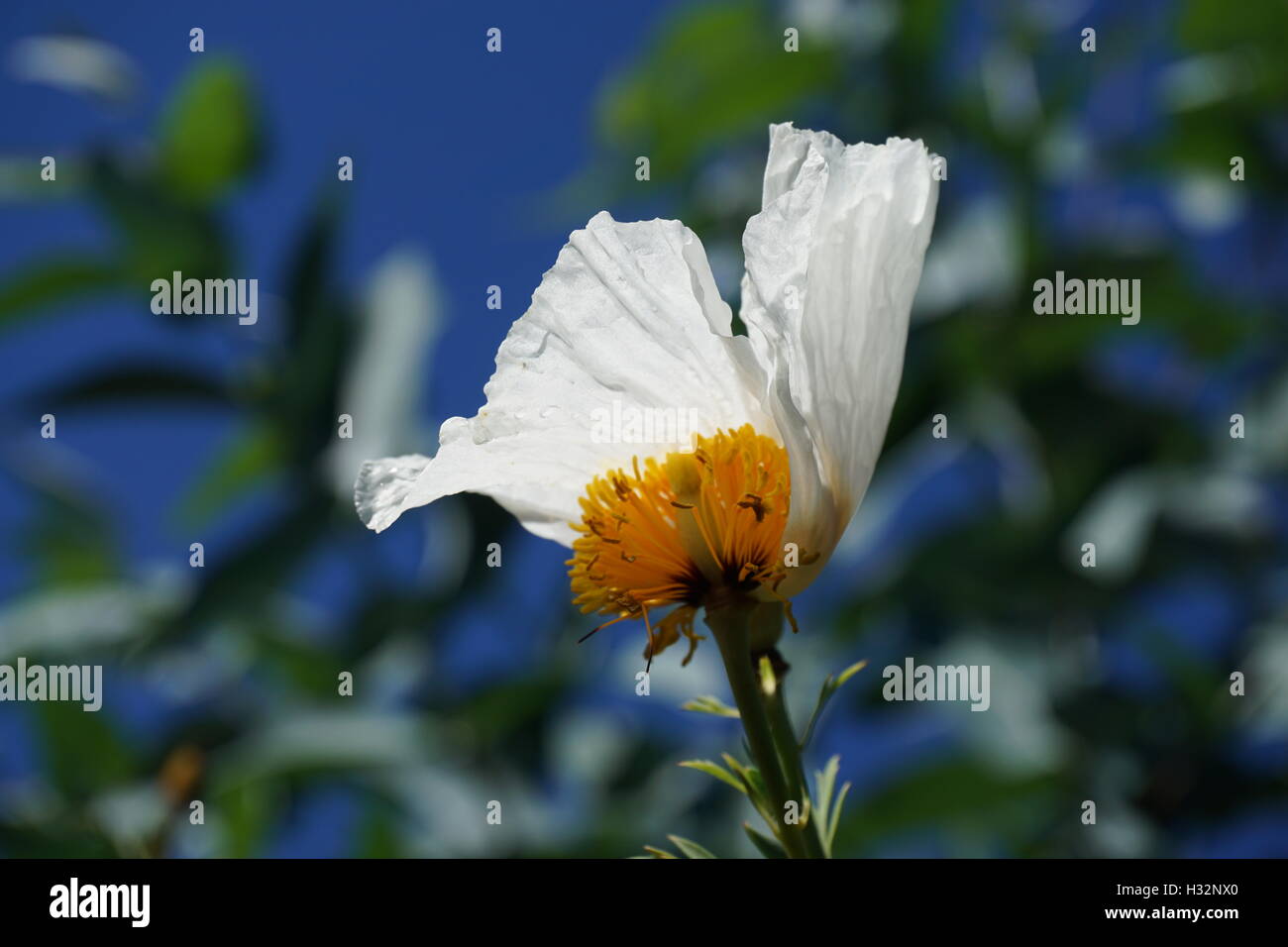 Fiori in Powis Castle Gardens dal Galles Foto Stock