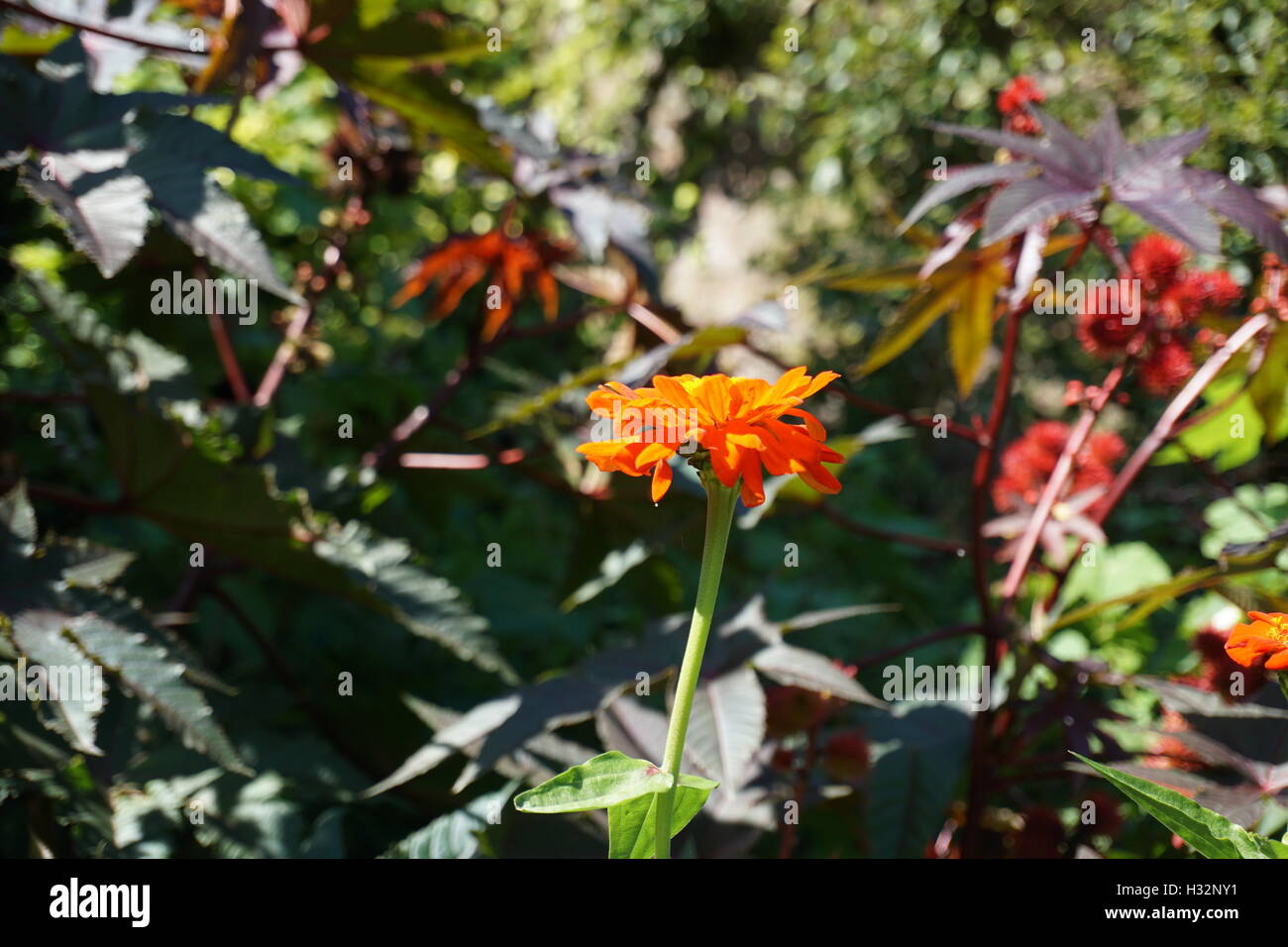 Fiori in Powis Castle Gardens dal Galles Foto Stock