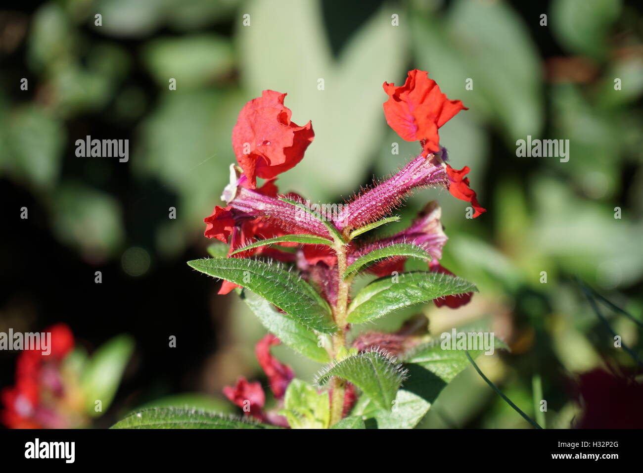 Fiori da Powis Castle Gardens in Galles Foto Stock