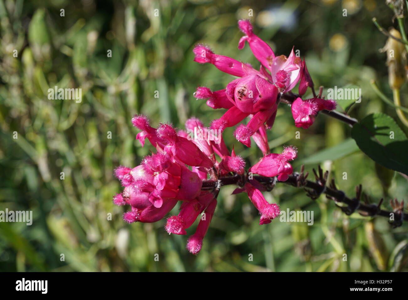 Fiori da Powis Castle Gardens in Galles Foto Stock