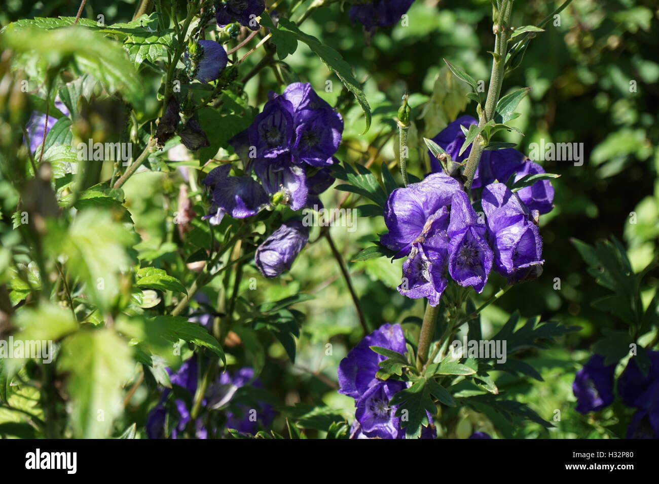 Fiori da Powis Castle Gardens in Galles Foto Stock