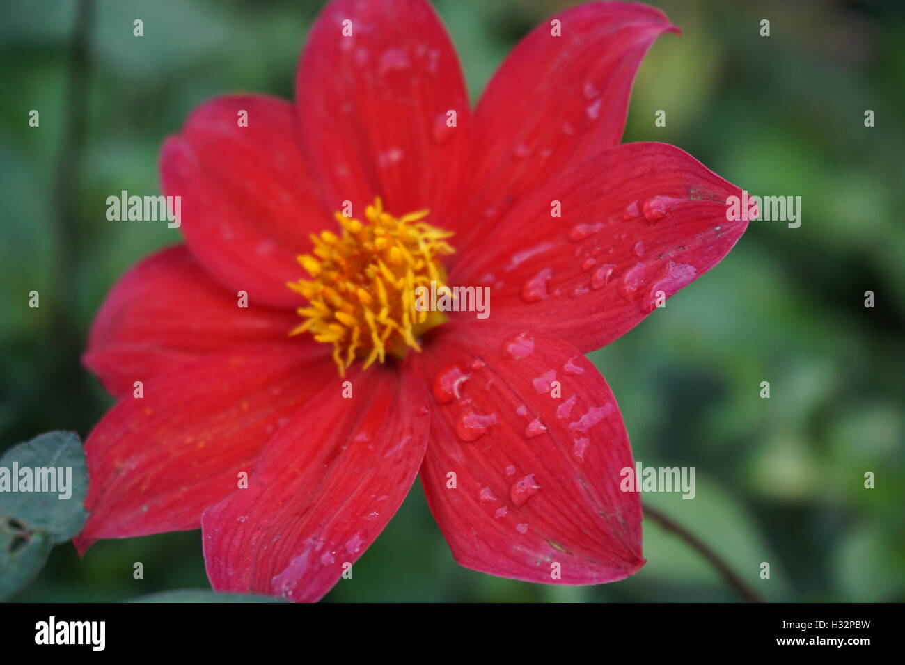 Fiori da Powis Castle Gardens in Galles Foto Stock