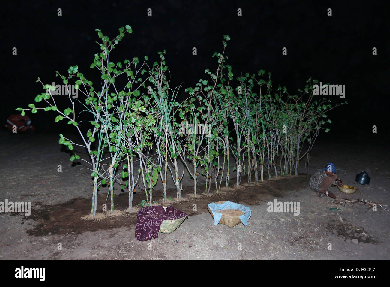 Cerimonia Pithora, rami di alberi per il culto, RATHAWA tribù, Chiliyawat Village, Distretto Chhota Udipur, Taluka, Chhota Udipur, G Foto Stock