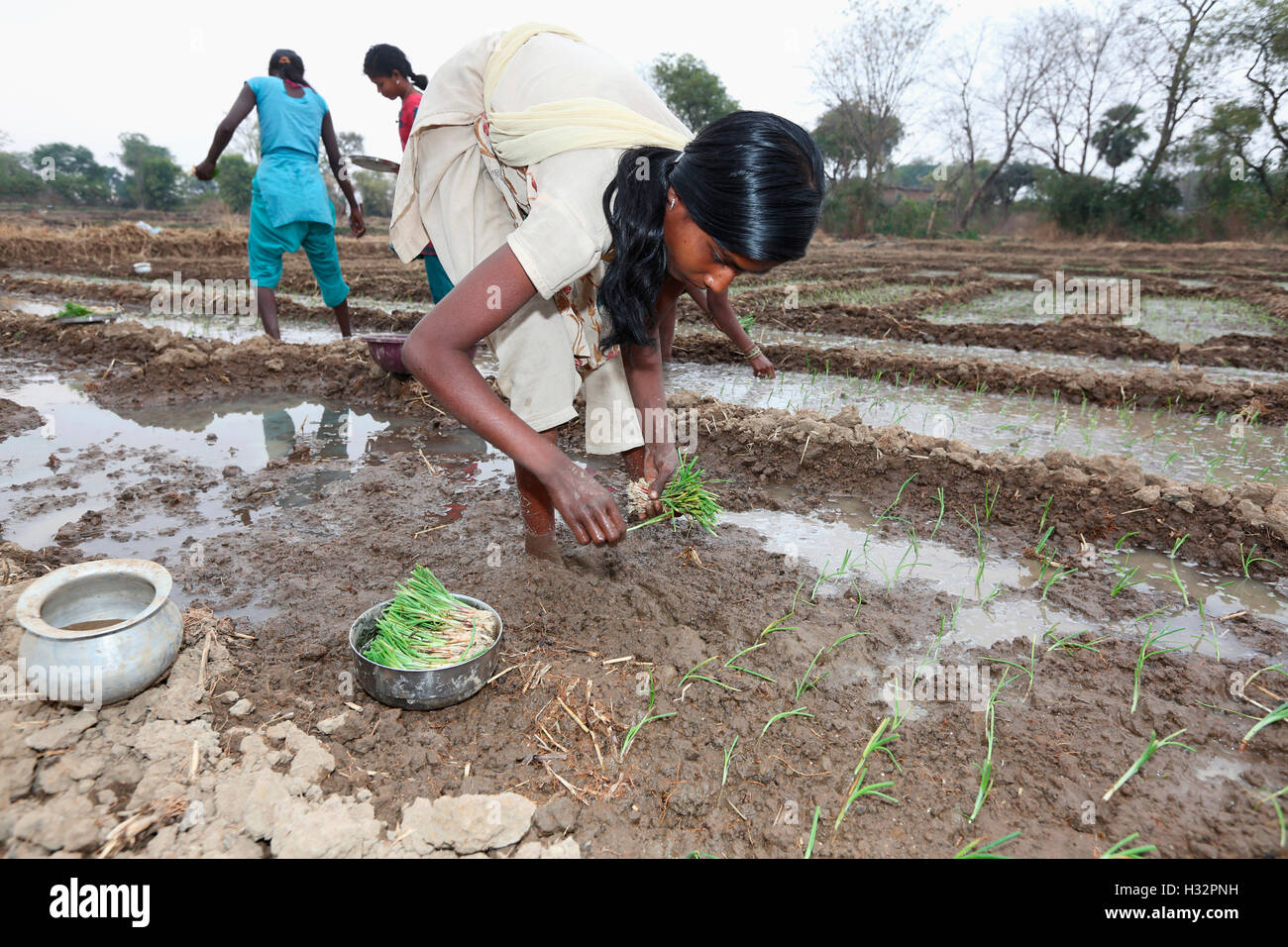 Ragazza tribali piantare cipolle in un campo, SAWAR tribù, Diwanpali Village, Saraipali Panchayat, blocco di Mahasamund, Chattisgadh, indi Foto Stock