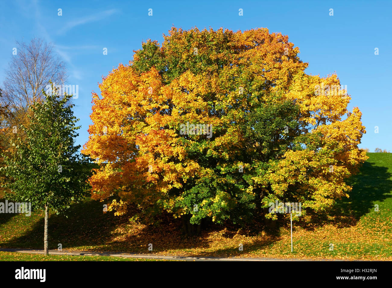 Paesaggio autunnale, Lappeenranta FINLANDIA Foto Stock