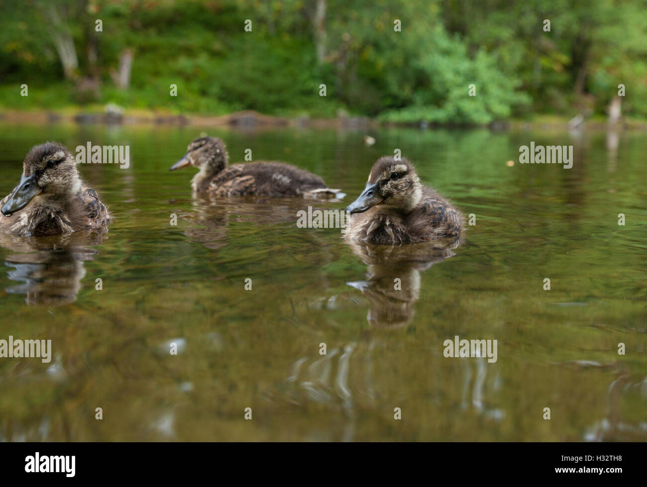 Tre giovani germani reali nuoto su una scozzese Loch. Foto Stock
