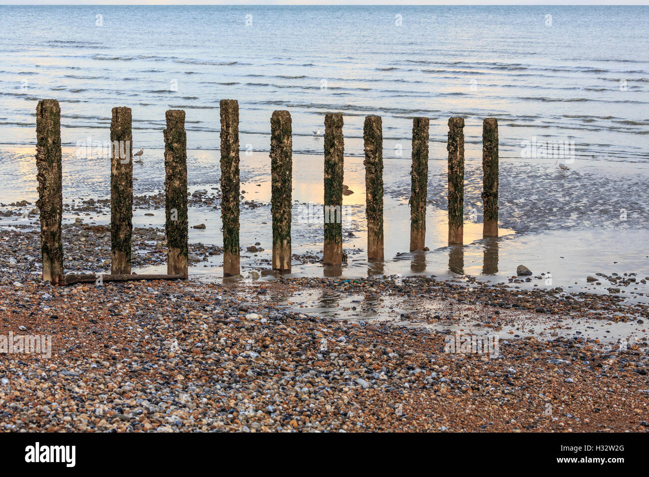 Vecchi pennelli incrostati sulla spiaggia vicino a Eastbourne Sussex a bassa marea Foto Stock