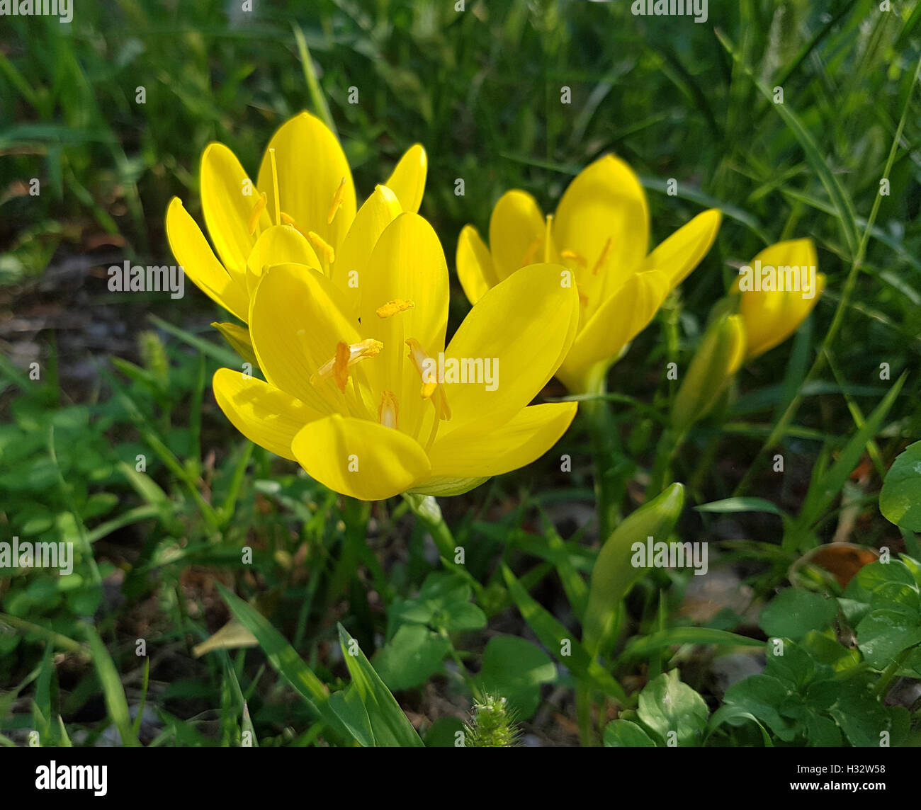Gewitterblume, Sternbergia Lutea Foto Stock