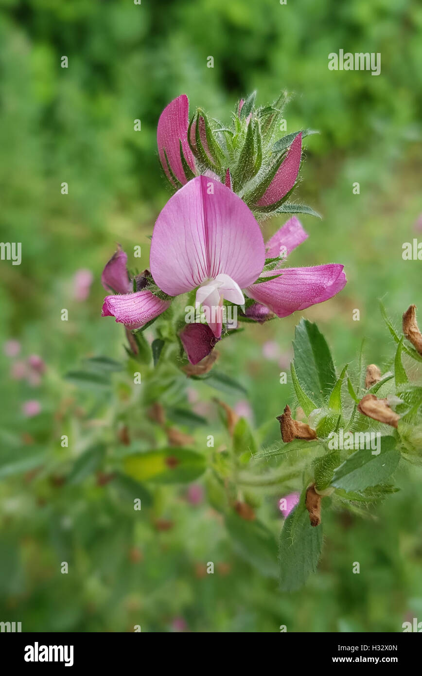 Hauhechel; Dorniger;, Ononis spinosa; Wiesenpflanze; lila Blueten; Heilpflanze Foto Stock