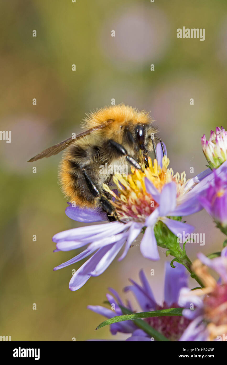 Carda comune Bumblebee alimentazione su wild aster Foto Stock