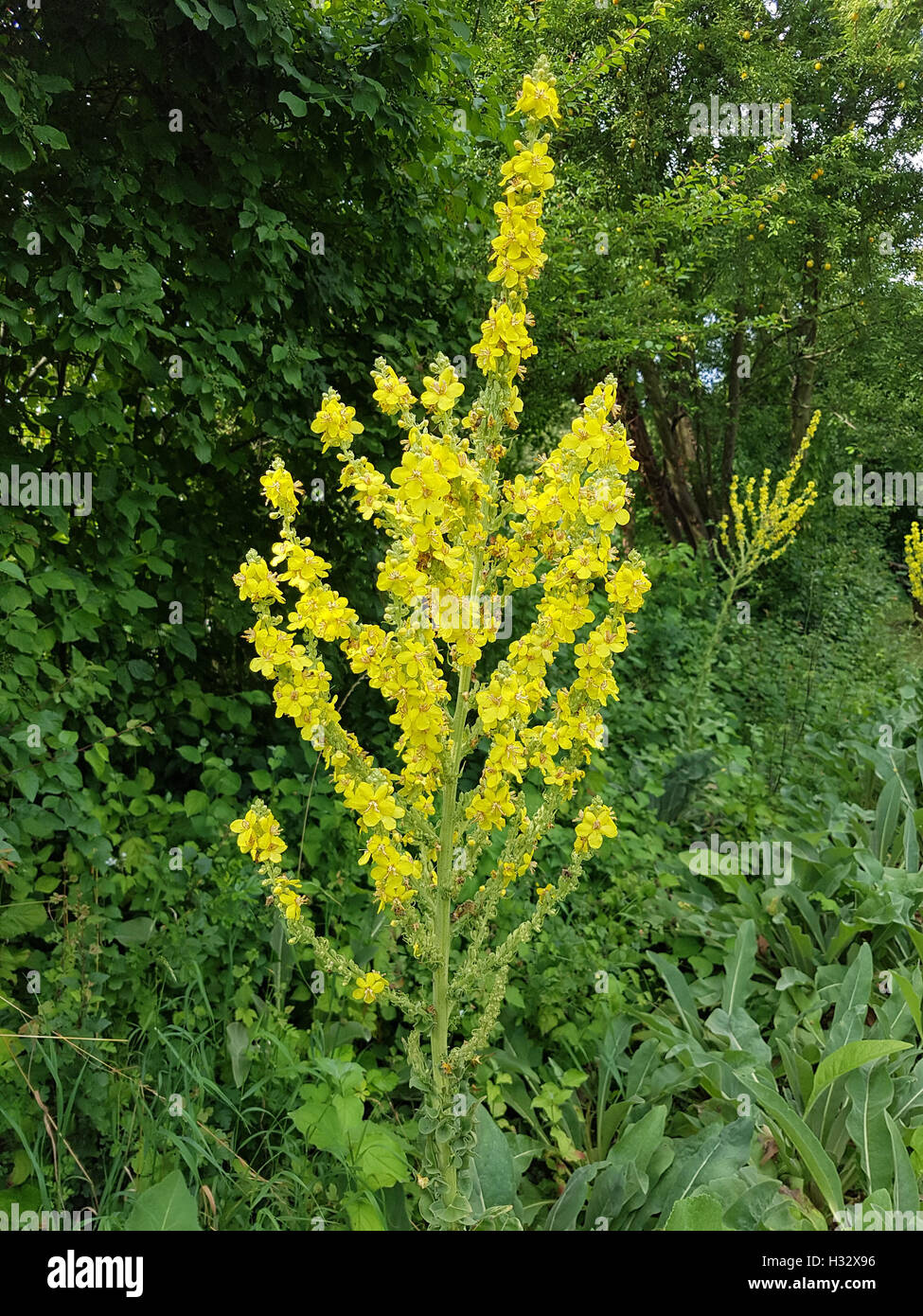 Koenigskerze; Grossbluetige, Molène, densiflorum Foto Stock