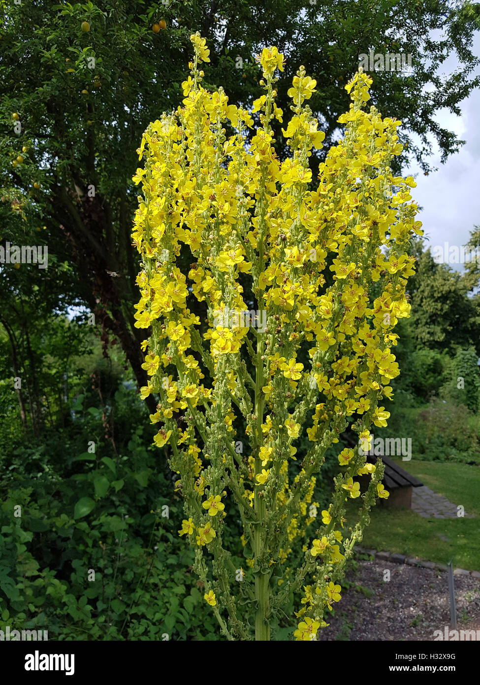 Koenigskerze; Grossbluetige, Molène, densiflorum Foto Stock