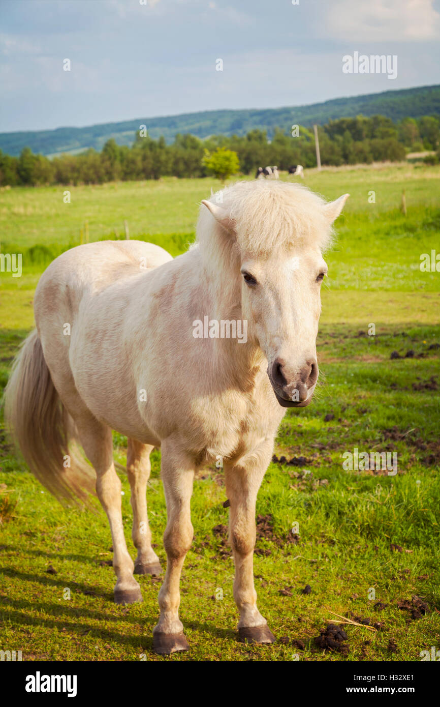 Immagine del cavallino bianco nel paddock. Foto Stock