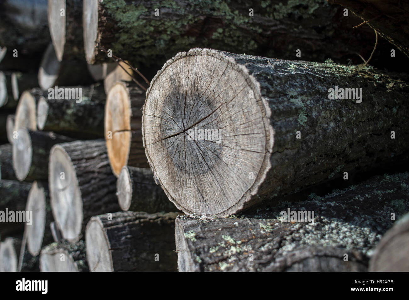 Pila di tronchi della nuova foresta Foto Stock