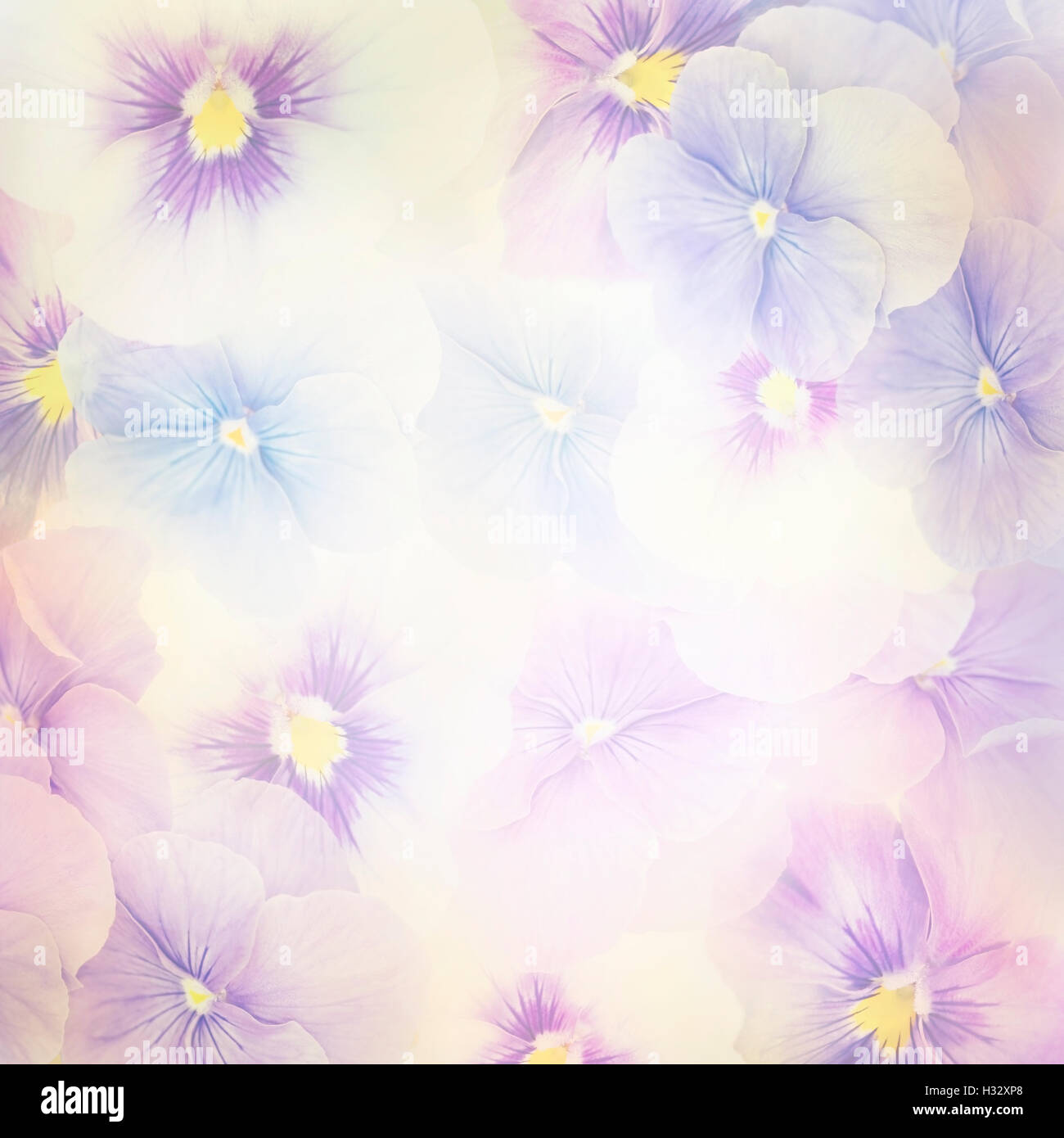Coloratissimi fiori viola per lo sfondo Foto Stock