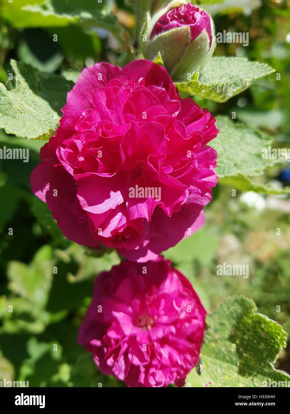 Stockrose; Althaea; rosea; celebrità viola, Heilpflanze Foto Stock