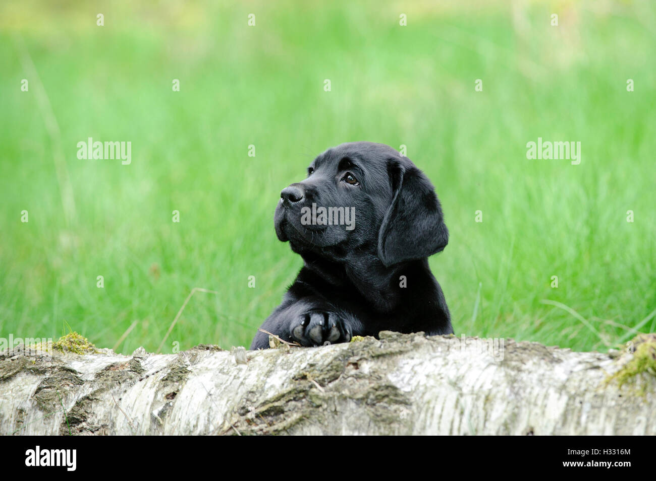 Nero labrador retriever cucciolo Foto Stock