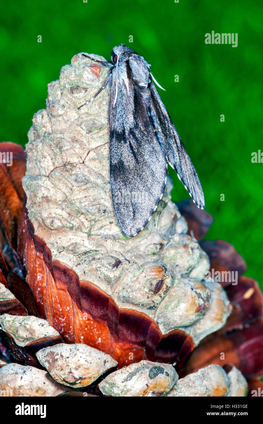 Pine hawk moth in appoggio su di un cono di pino Foto Stock