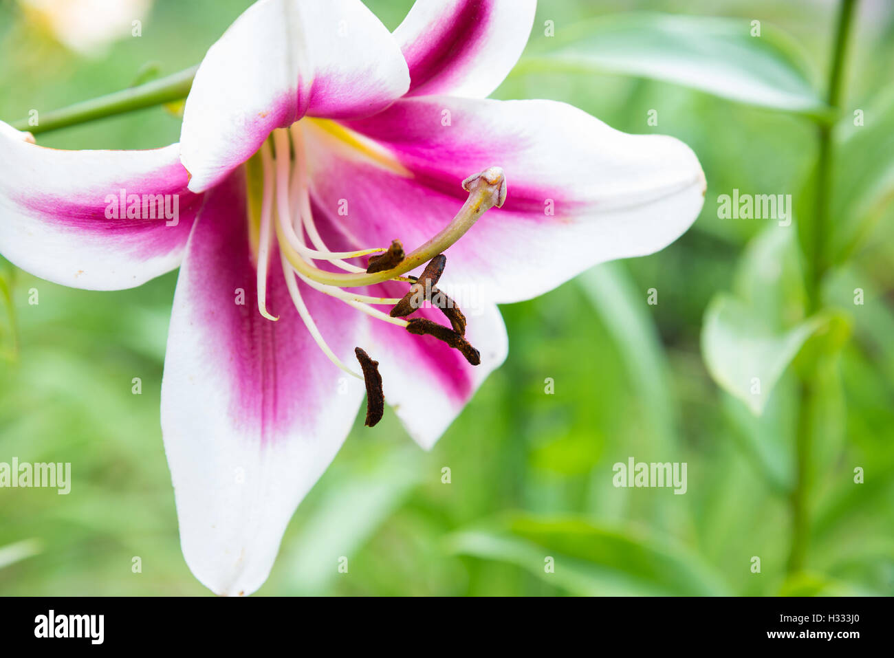 Bellissimo il giglio bianco di qualità e colore rosa Foto Stock