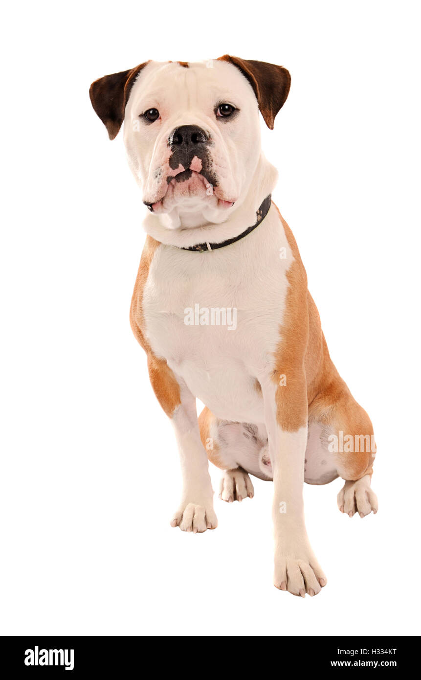 Old English Bulldog seduto su bianco Foto Stock