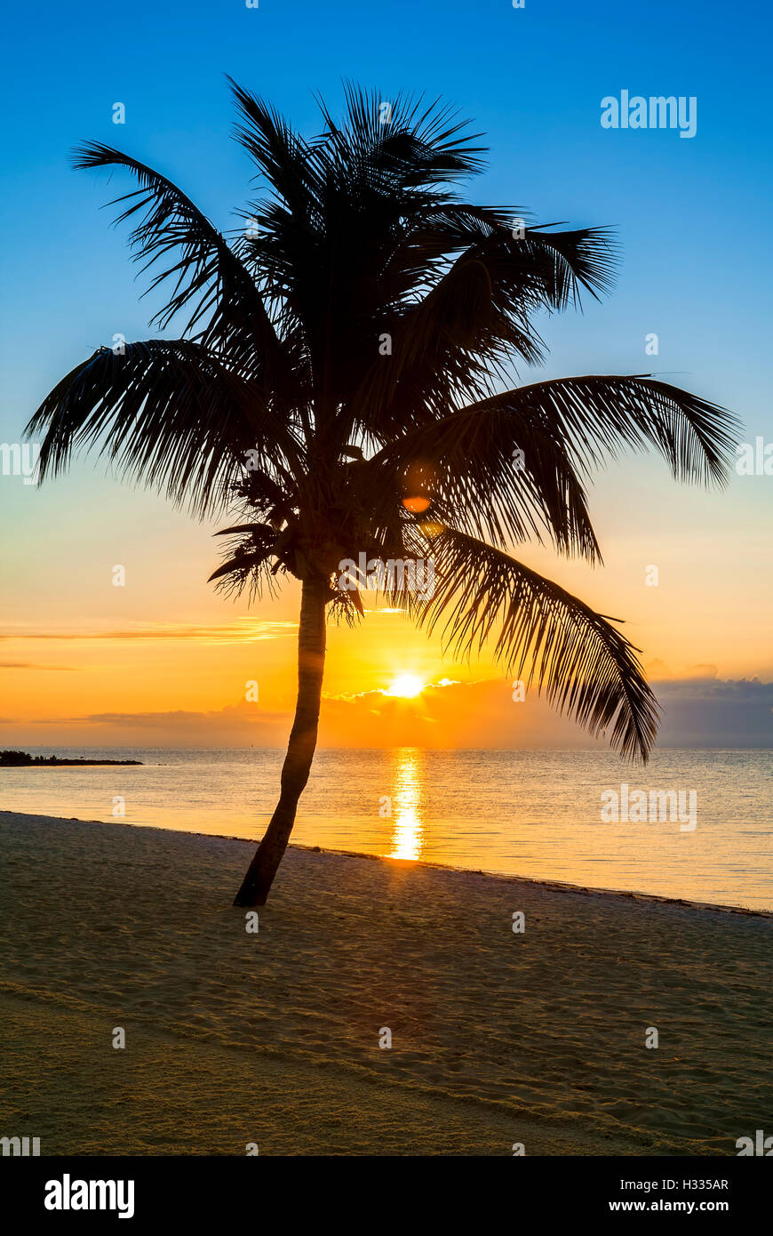 Palm tree su una spiaggia al tramonto Foto Stock