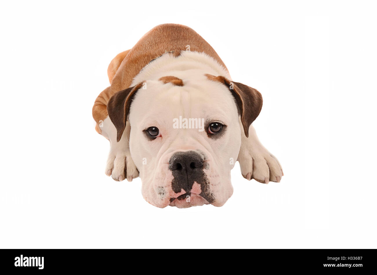 Adorable bulldog che stabilisce su sfondo bianco Foto Stock