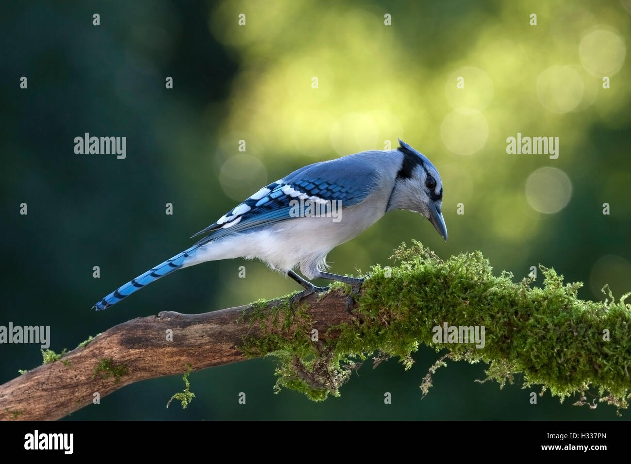 Blue Jay appollaiato sul muschio coperto le ricerche di diramazione per alimenti Foto Stock