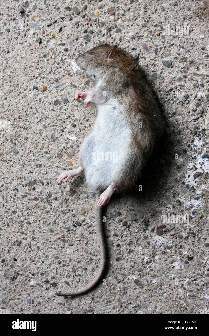 Comune di lunga coda di ratto marrone (Rattus norvegicus) morti Foto Stock