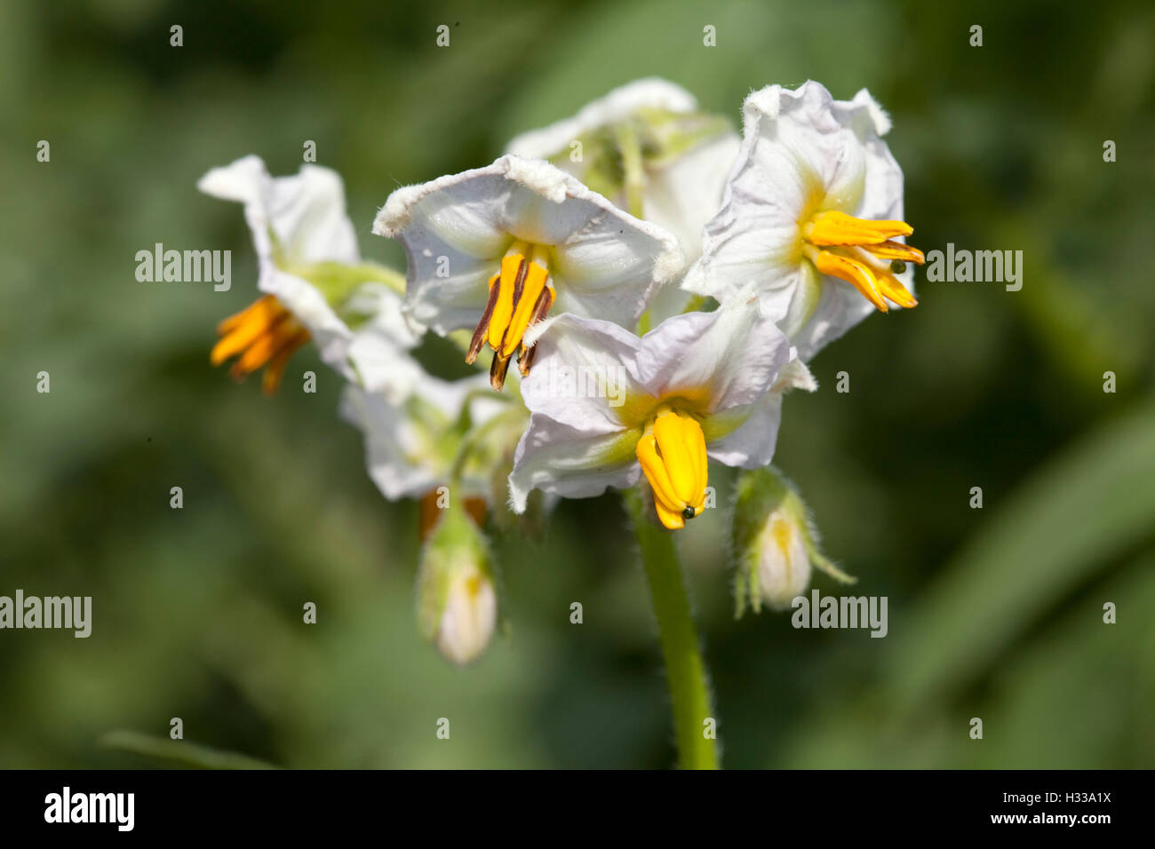 Pianta di patata (Solanum tuberosum), fiori Foto Stock