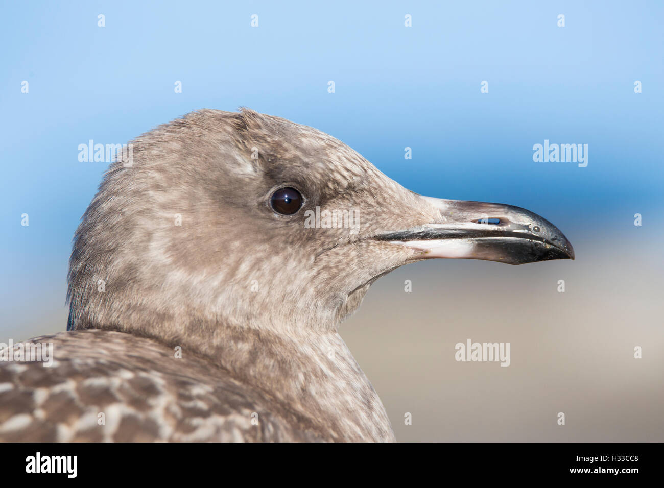 American aringa gabbiano o Smithsonian gabbiano (Larus smithsonianus o Larus argentatus smithsonianus) ritratto Foto Stock