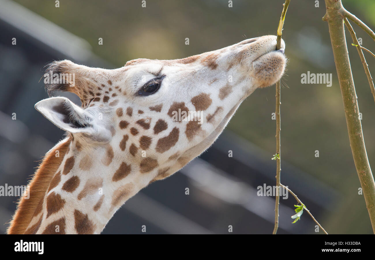 Giraffa che mangia Foto Stock