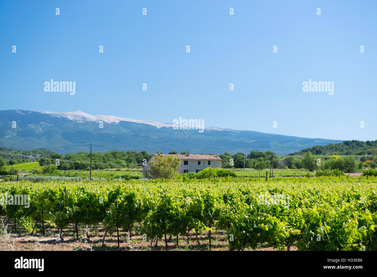 Vigneto in Francia Foto Stock