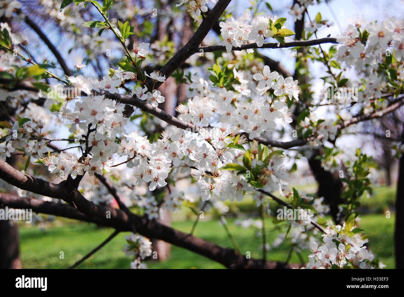 Immagine di primavera di cherry plum tree Foto Stock