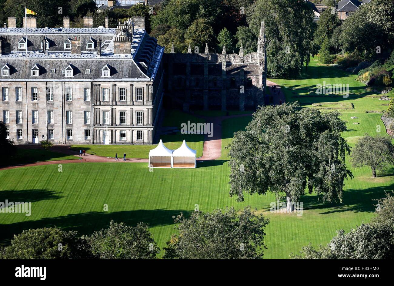 Uno dei due olmi di Wentworth alti 100 metri e scoperti all'interno del Palazzo di Holyroodhouse, la residenza ufficiale della Regina in Scozia. Foto Stock