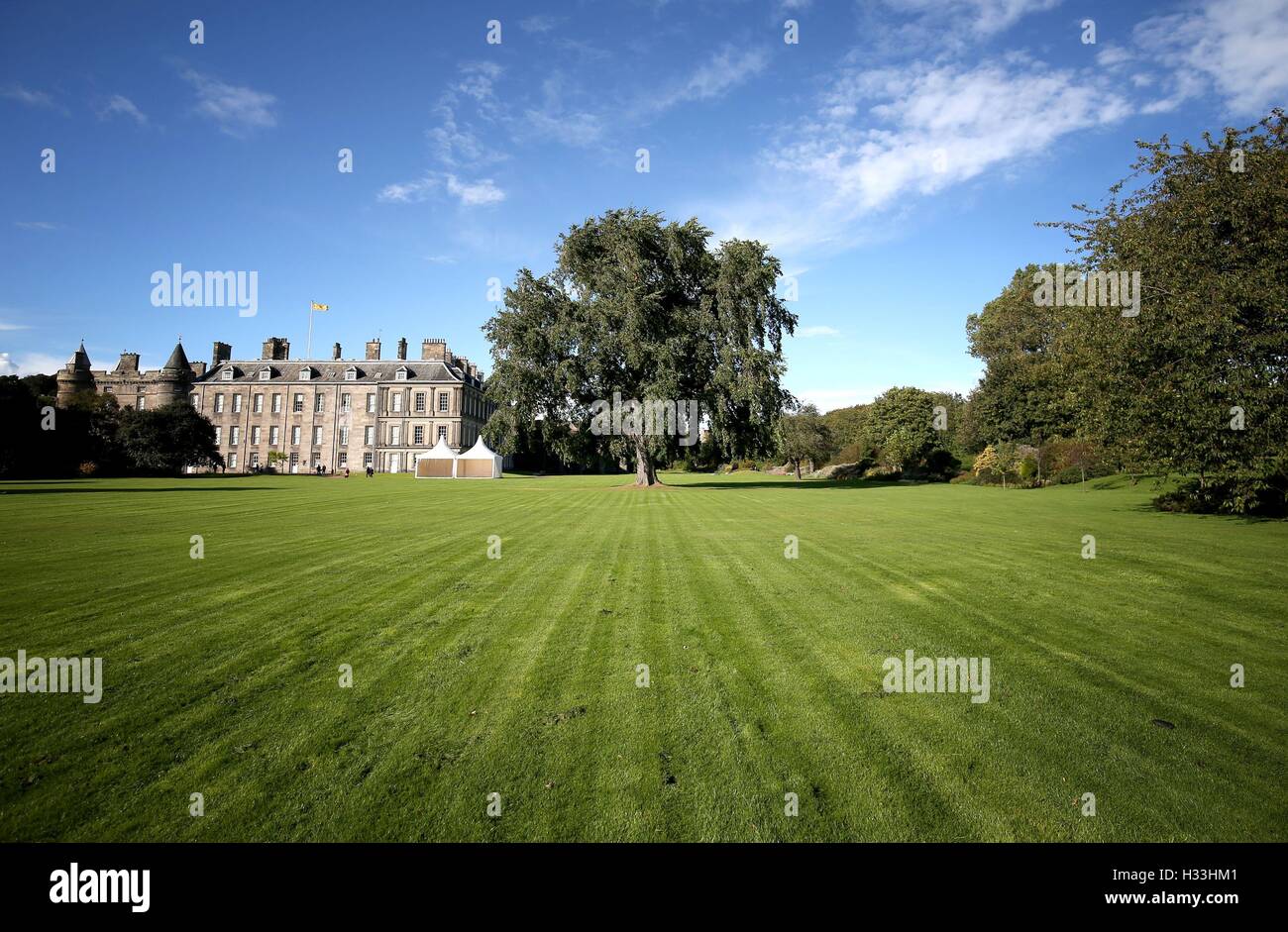 Uno dei due olmi di Wentworth alti 100 metri e scoperti all'interno del Palazzo di Holyroodhouse, la residenza ufficiale della Regina in Scozia. Foto Stock