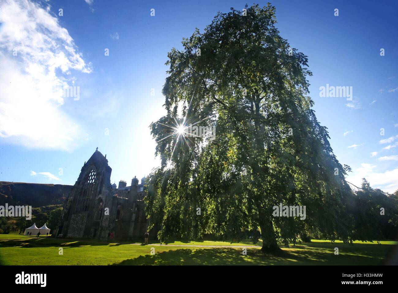 Uno dei due olmi di Wentworth alti 100 metri e scoperti all'interno del Palazzo di Holyroodhouse, la residenza ufficiale della Regina in Scozia. Foto Stock