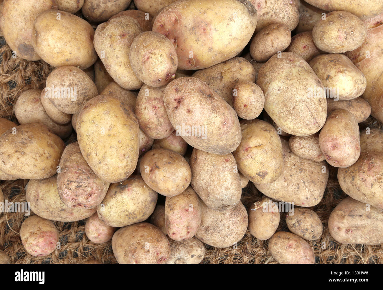 Sullo sfondo di un allevamento organing patate in vendita nel negozio di generi alimentari Foto Stock