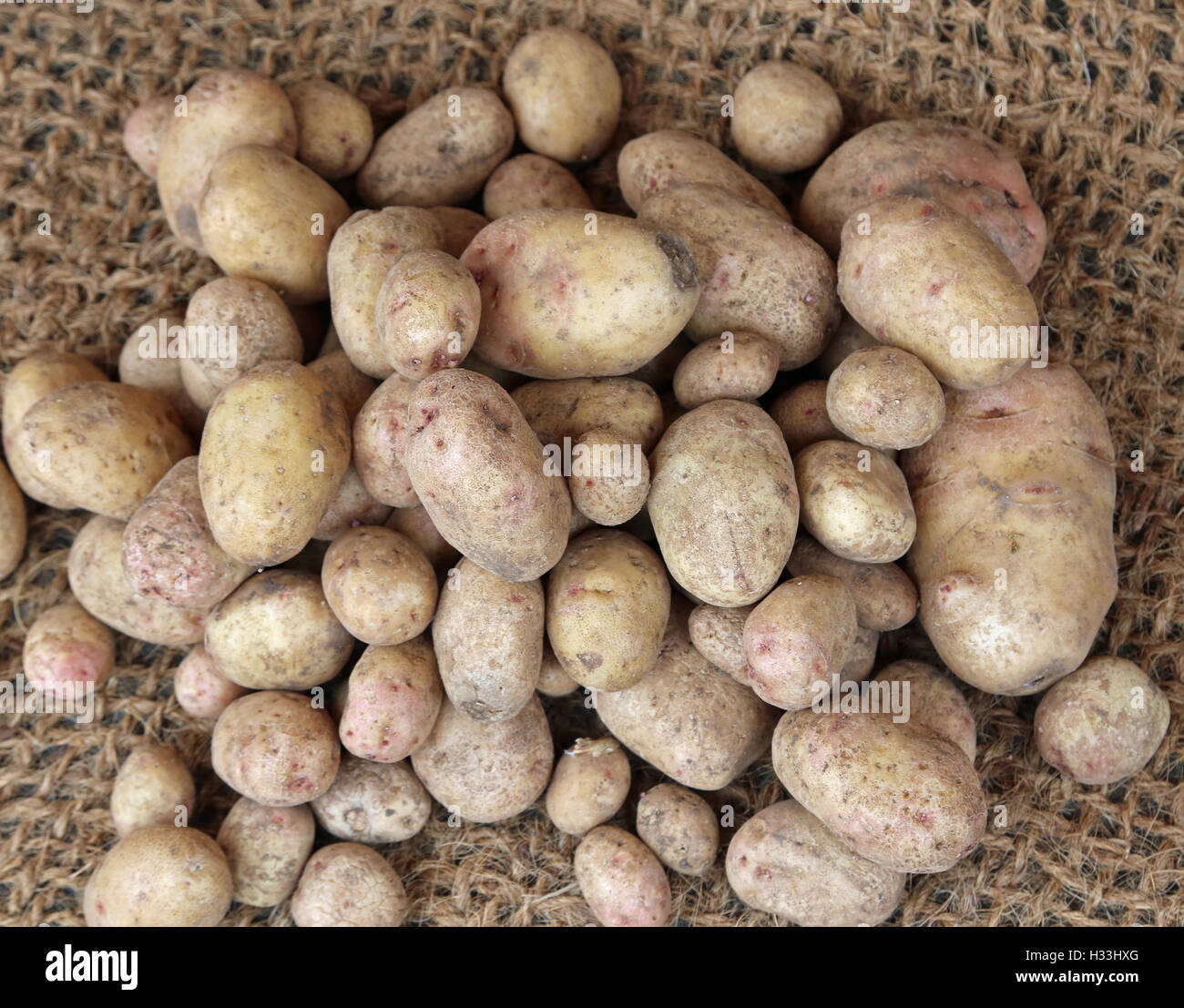 Molti genuine materie organiche di patate per la vendita nel fruttivendolo Foto Stock