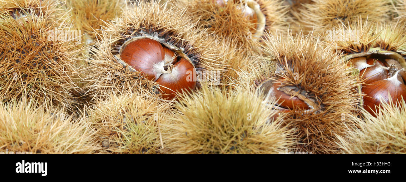 Sfondo di ricci di castagne e marroni in castagno il cestello Foto Stock
