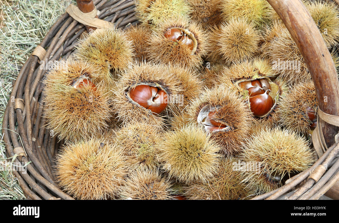 Ricci di castagno e marrone castagna nel cestello Foto Stock